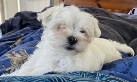 Maltese for sale by CANICARINA