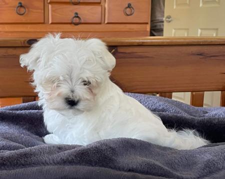 Maltese for sale by CANICARINA