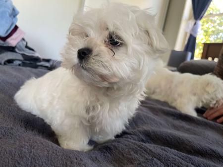 Maltese for sale by CANICARINA