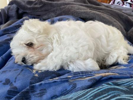 Maltese for sale by CANICARINA