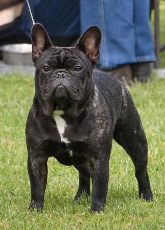 French Bulldog puppy for sale by JACKSON
