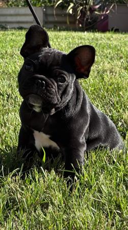 French Bulldog puppy for sale by BRINDLELICUS