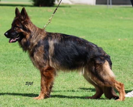 German Shepherd Dog (Long Stock Coat) puppy for sale by GILARISHA