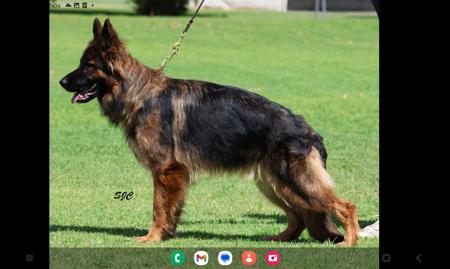 German Shepherd Dog puppy for sale by GILARISHA