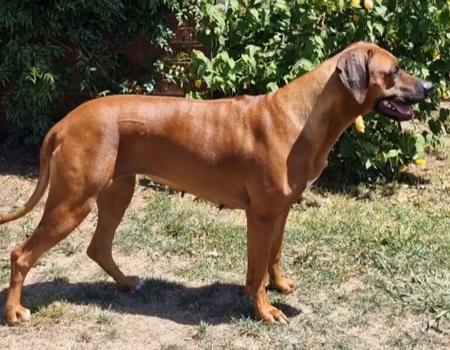 Rhodesian Ridgeback for sale by BEARSTARING