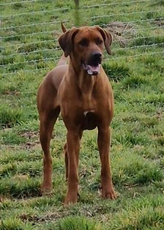 Rhodesian Ridgeback for sale by BEARSTARING