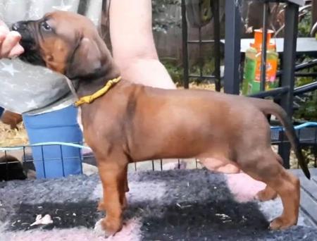 Rhodesian Ridgeback for sale by BEARSTARING