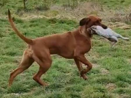 Rhodesian Ridgeback for sale by BEARSTARING