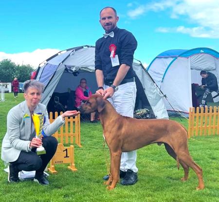 Rhodesian Ridgeback for sale by BEARSTARING