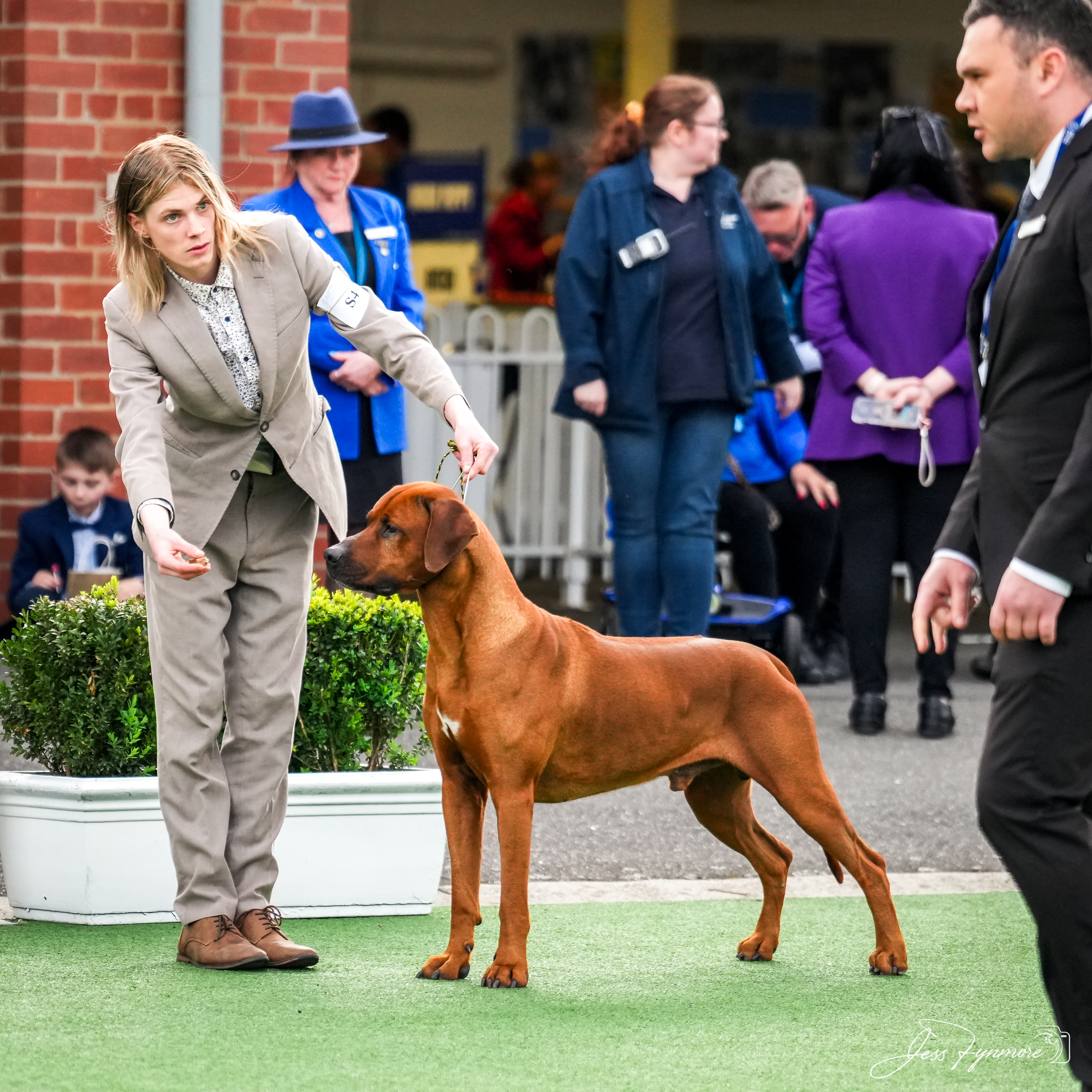 Rhodesian Ridgeback for sale by SUZYRAERYAN