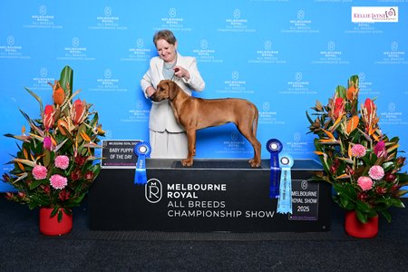 Rhodesian Ridgeback for sale by BEARSTARING