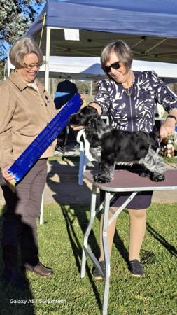 Bellebriar Sea Spell Cocker Spaniel