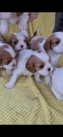Cavalier King Charles Spaniel puppy for sale by COCOBO