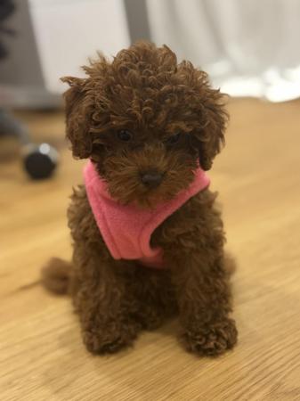 Poodle (Toy) puppy for sale by COCOBO