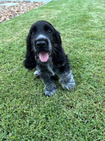 Cocker Spaniel for sale by TEENYTAILS