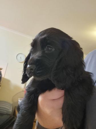 Cocker Spaniel for sale by TEENYTAILS