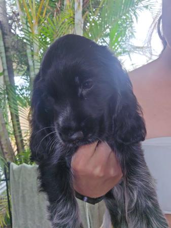 Cocker Spaniel for sale by TEENYTAILS