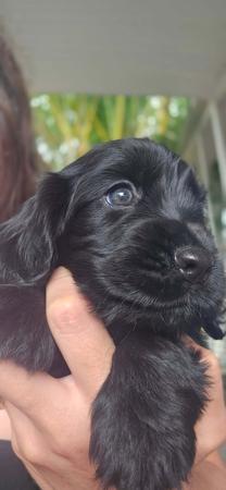 Cocker Spaniel for sale by TEENYTAILS