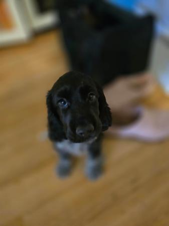 Cocker Spaniel for sale by TEENYTAILS