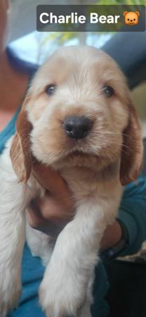 Cocker Spaniel puppy for sale by TEENYTAILS