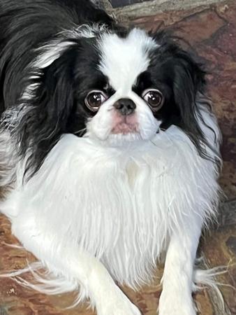 Japanese Chin puppy for sale by SHAKIRA123