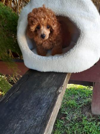 Poodle (Toy) for sale by COOKIELOVER