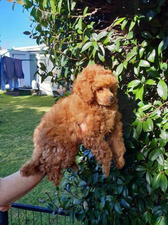 Poodle (Toy) for sale by COOKIELOVER