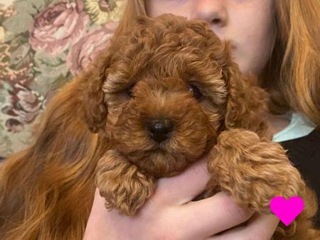 Poodle (Toy) for sale by COOKIELOVER