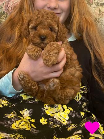 Poodle (Toy) for sale by COOKIELOVER