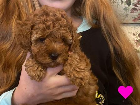 Poodle (Toy) for sale by COOKIELOVER