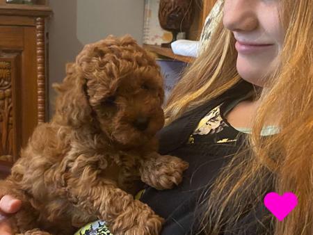 Poodle (Toy) for sale by COOKIELOVER