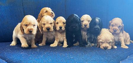 Cocker Spaniel for sale by COOKIELOVER