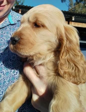 Cocker Spaniel for sale by COOKIELOVER