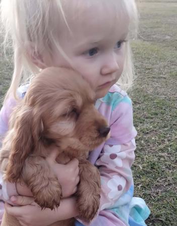 Cocker Spaniel for sale by COOKIELOVER