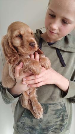 Cocker Spaniel for sale by COOKIELOVER
