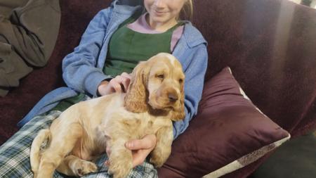 Cocker Spaniel for sale by COOKIELOVER