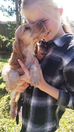 Cocker Spaniel for sale by COOKIELOVER