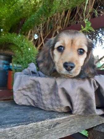 Dachshund (Miniature Long Haired) for sale by COOKIELOVER