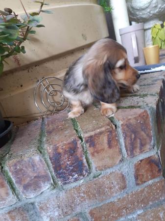 Dachshund (Miniature Long Haired) for sale by COOKIELOVER