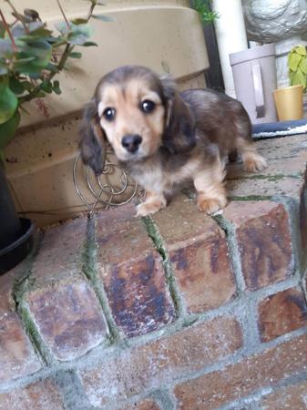Dachshund (Miniature Long Haired) for sale by COOKIELOVER