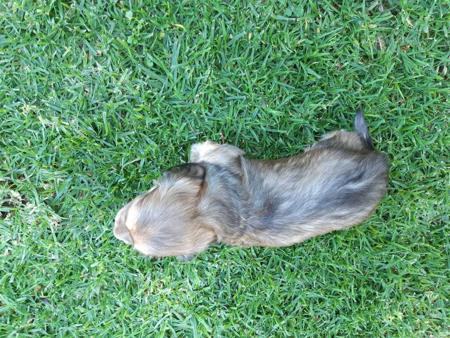 Dachshund (Miniature Long Haired) for sale by COOKIELOVER