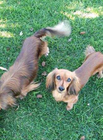 Dachshund (Miniature Long Haired) for sale by COOKIELOVER