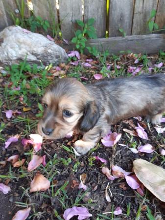 Dachshund (Miniature Long Haired) for sale by COOKIELOVER