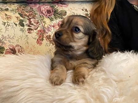 Dachshund (Miniature Long Haired) for sale by COOKIELOVER