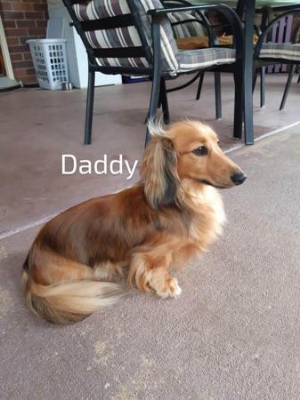 Dachshund (Miniature Long Haired) for sale by COOKIELOVER