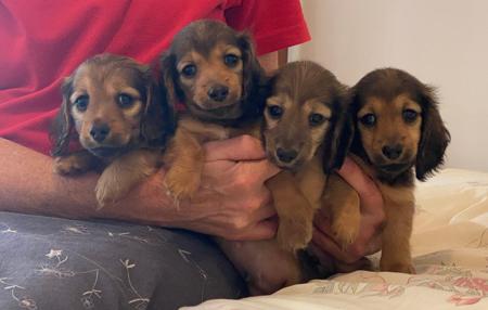 Dachshund (Miniature Long Haired) puppy for sale by COOKIELOVER