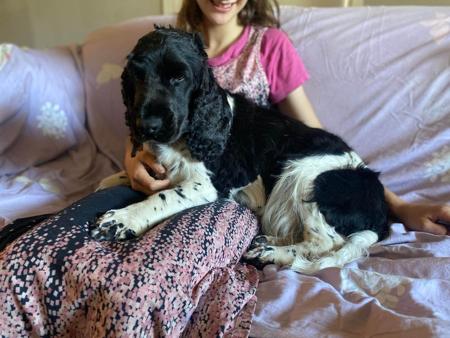 Cocker Spaniel puppy for sale by COOKIELOVER