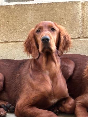 Irish Setter puppy for sale by BODHRAN