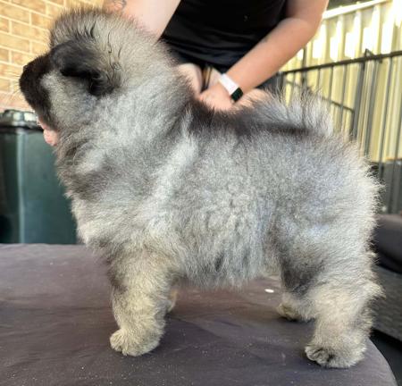 Keeshond for sale by CASPAKEES