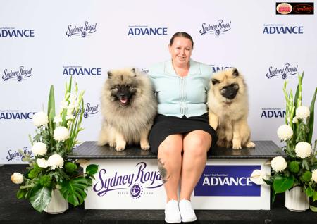 Keeshond for sale by CROULAND